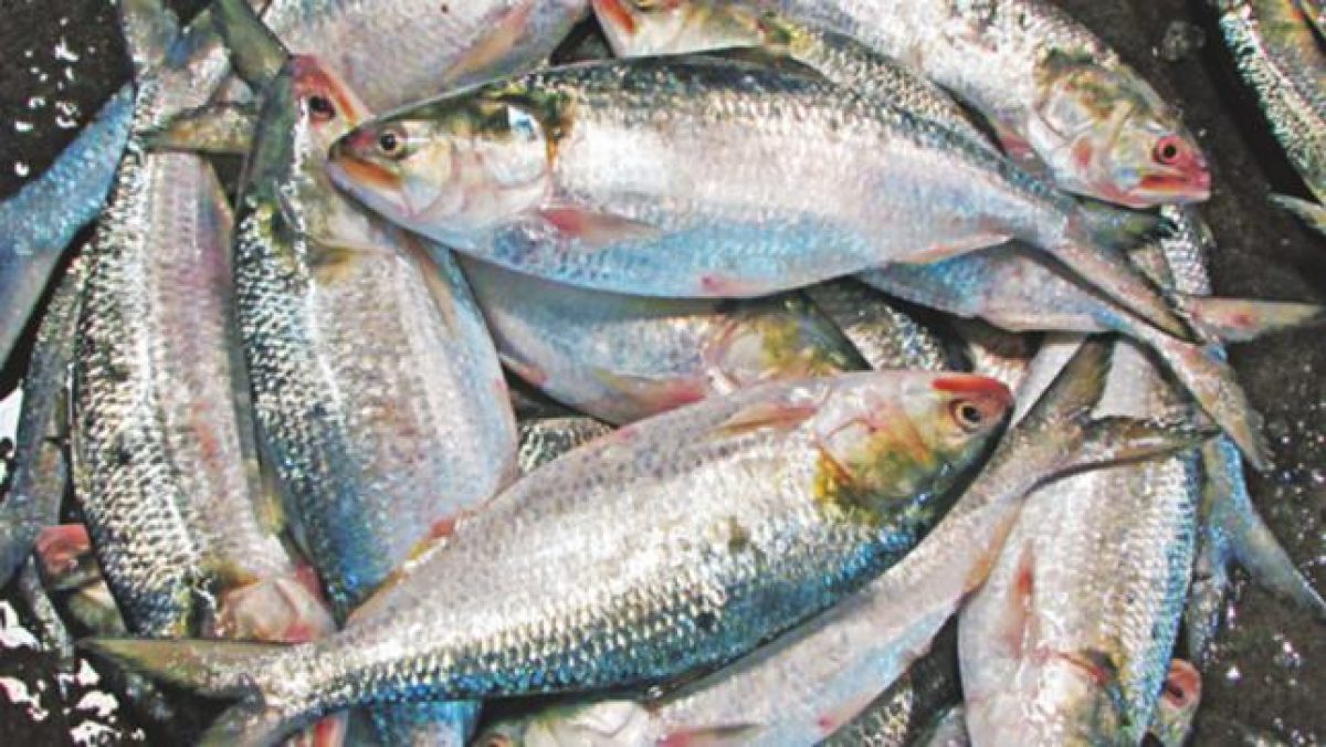 6 coxsit hilsa seized during smuggling in India