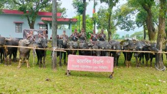 67 Indian buffaloes seized from Jaintapur border