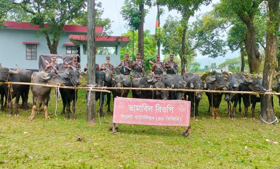 67 Indian buffaloes seized from Jaintapur border