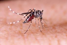 Five more people died of dengue in the country