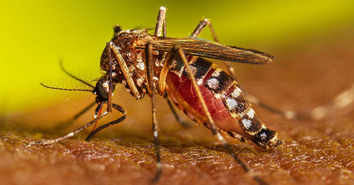 21 people died in dengue, the number of affected areas is increasing