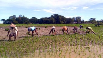 Hoping to produce 250,000 tons of rice from Ropa Aman in Habiganj after overcoming the flood damage