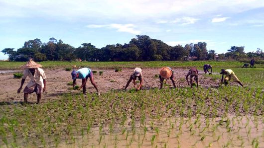 Hoping to produce 250,000 tons of rice from Ropa Aman in Habiganj after overcoming the flood damage