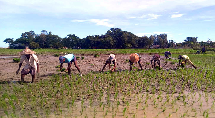 Hoping to produce 250,000 tons of rice from Ropa Aman in Habiganj after overcoming the flood damage