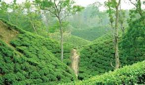 NTC in the National Tea Company billions of dollars in irregularities and looting and financial crisis!