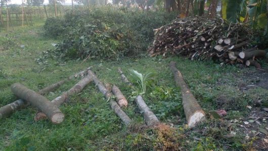 Police stopped tree cutting in government places in Shaistaganj