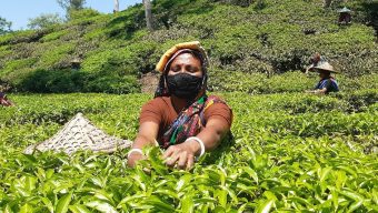 The worker-owner is disappointed with the low production of tea