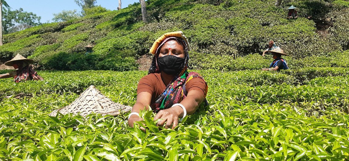 The worker-owner is disappointed with the low production of tea