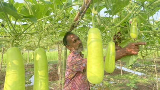 Farmer Abu Taher is profitable by cultivating gourds in Srimangal