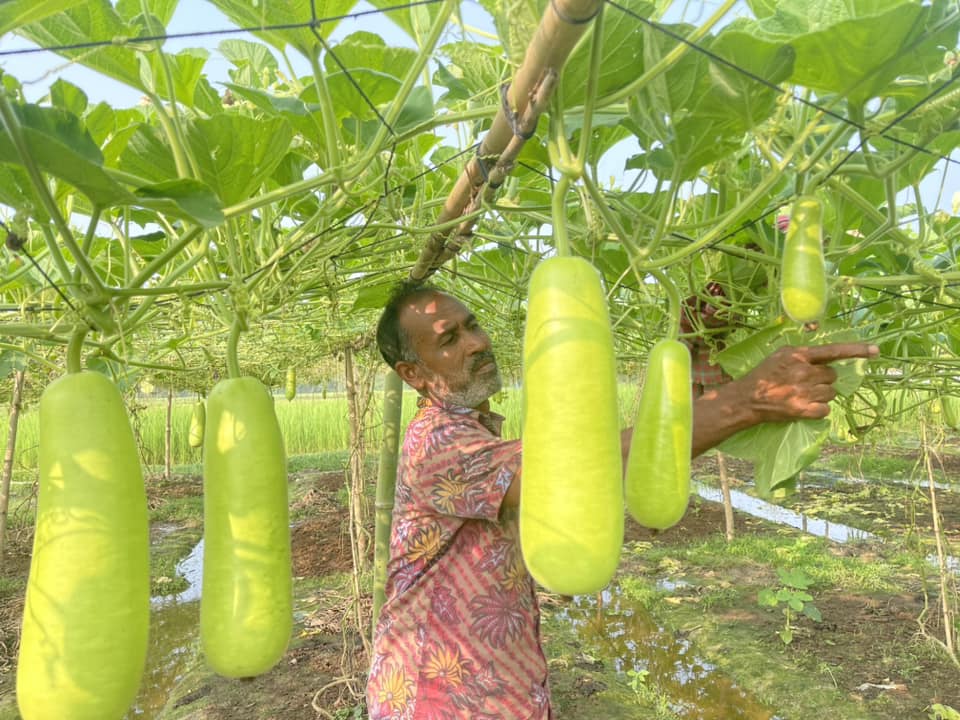 Farmer Abu Taher is profitable by cultivating gourds in Srimangal