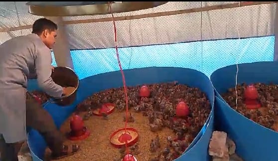 College student Jamir Uddin, successful in starting a chicken farm in Srimangal