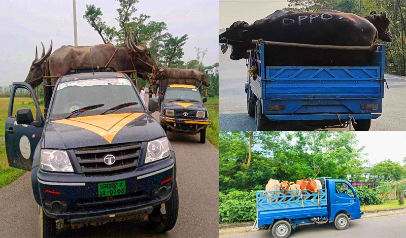 Smuggling trade does not stop at the Jaintapur border!