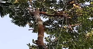 Worker dies while cutting trees in Jaintapur
