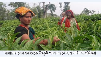 Tea workers in NTC gardens return to work after receiving outstanding wages