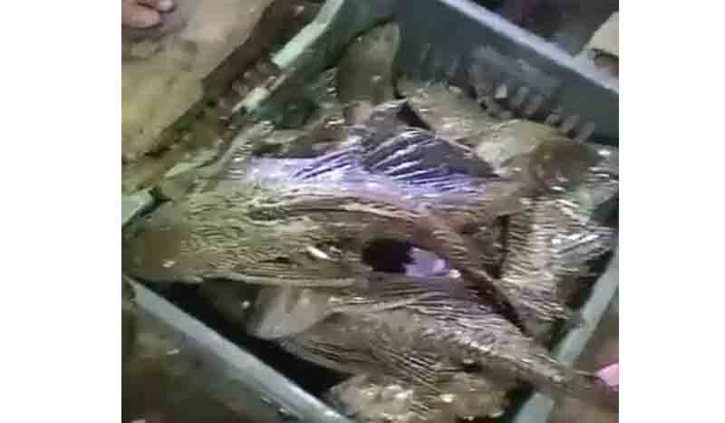 Vendor flees after leaving basket full of banned sakar fish