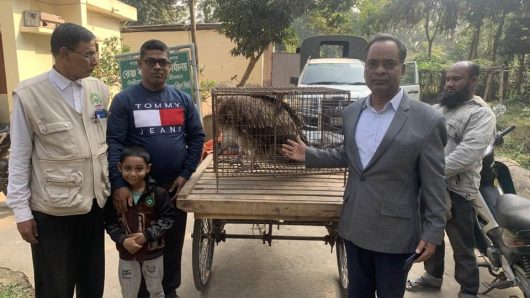 Guinea vulture succumbs to cold in Srimangal