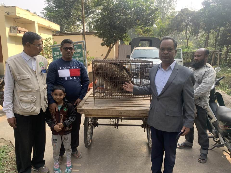 Guinea vulture succumbs to cold in Srimangal