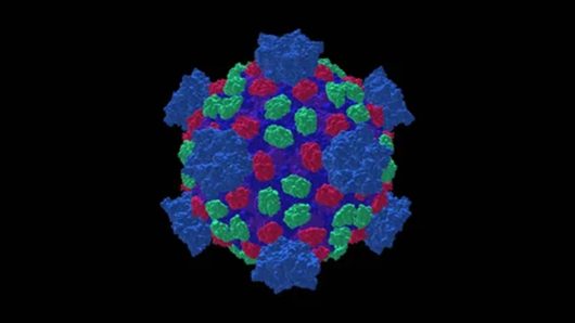 Reovirus detected for the first time in the country