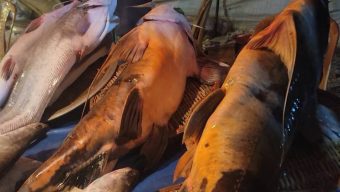 Various species of fish are on display at the traditional fish fair on the banks of the Kushiyara River