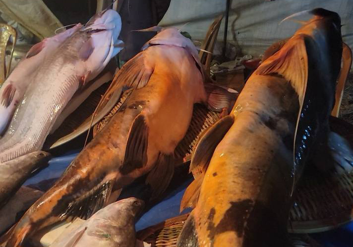 Various species of fish are on display at the traditional fish fair on the banks of the Kushiyara River