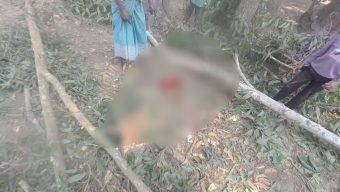 Elderly woman dies after being crushed under a tree while collecting firewood