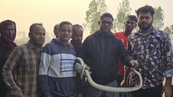 Snake trapped in net in Srimangal