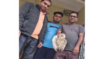 Crow-injured owl injured in crow attack