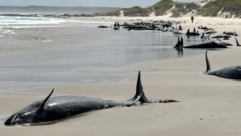 67 whales die on beach, 90 more at risk