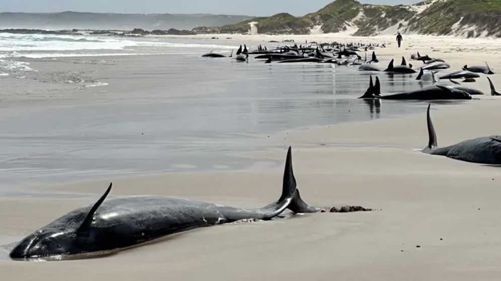 67 whales die on beach, 90 more at risk