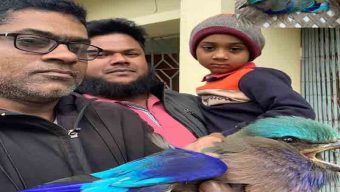 Blue-throated Coracias bird rescued in Srimangal