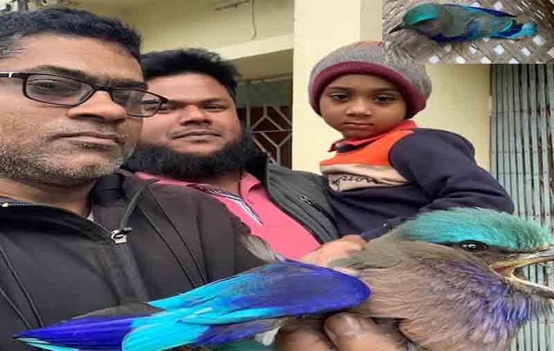 Blue-throated Coracias bird rescued in Srimangal