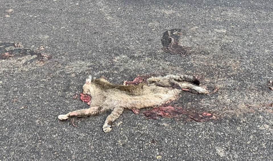 Wildlife is dying in the locality from Lawachhara National Park
