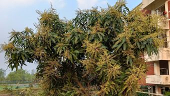 Jaintapur mango trees are now in full bloom