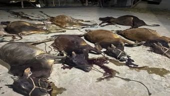 9 cows killed by poisoning in goat feeding incident