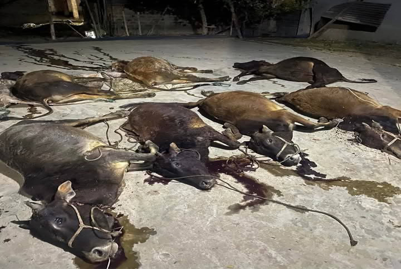 9 cows killed by poisoning in goat feeding incident
