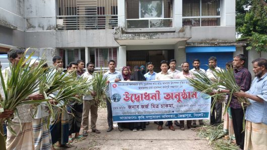 Pineapple seedlings distributed among farmers in Jaintapur