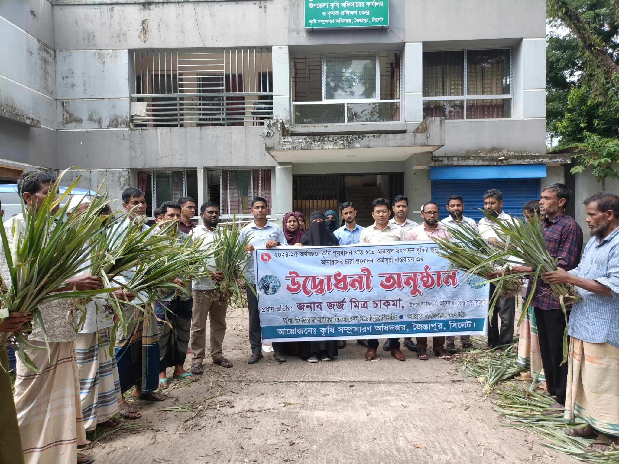 Pineapple seedlings distributed among farmers in Jaintapur