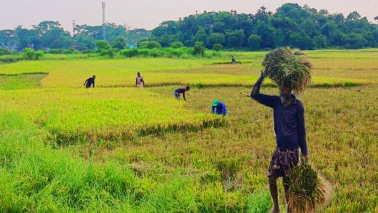 Boro rice is being harvested early in Jaintapur due to fears of storms and floods