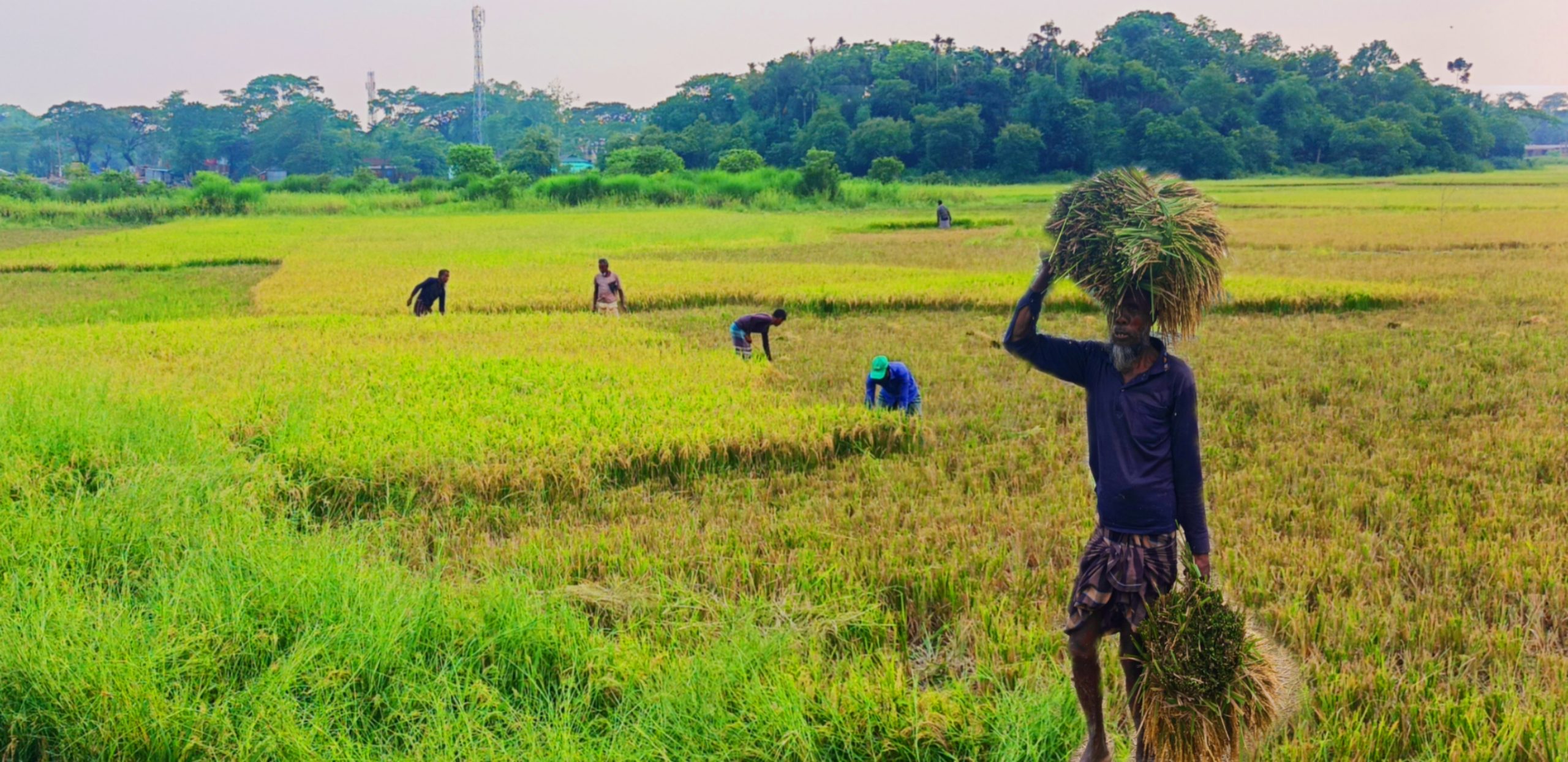 Boro rice is being harvested early in Jaintapur due to fears of storms and floods