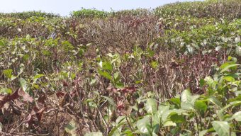 Tea trees are not getting new buds due to severe drought, production disruption feared