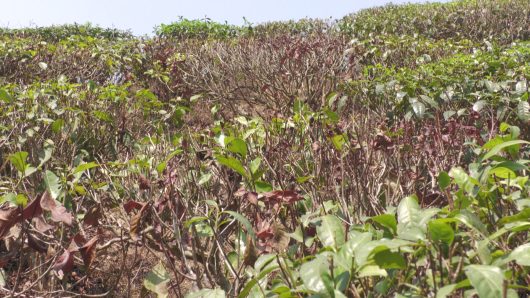 Tea trees are not getting new buds due to severe drought, production disruption feared