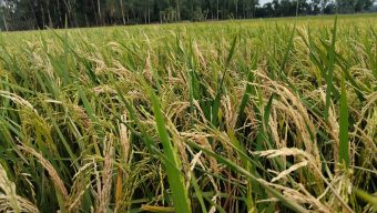 Boro rice borer attack in Srimangal, farmers are worried