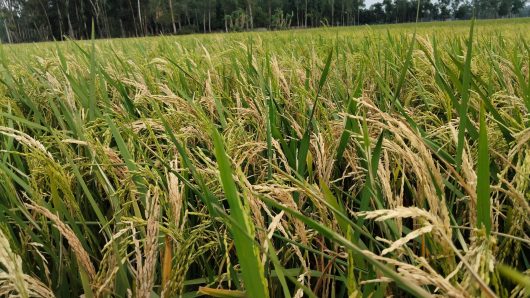 Boro rice borer attack in Srimangal, farmers are worried