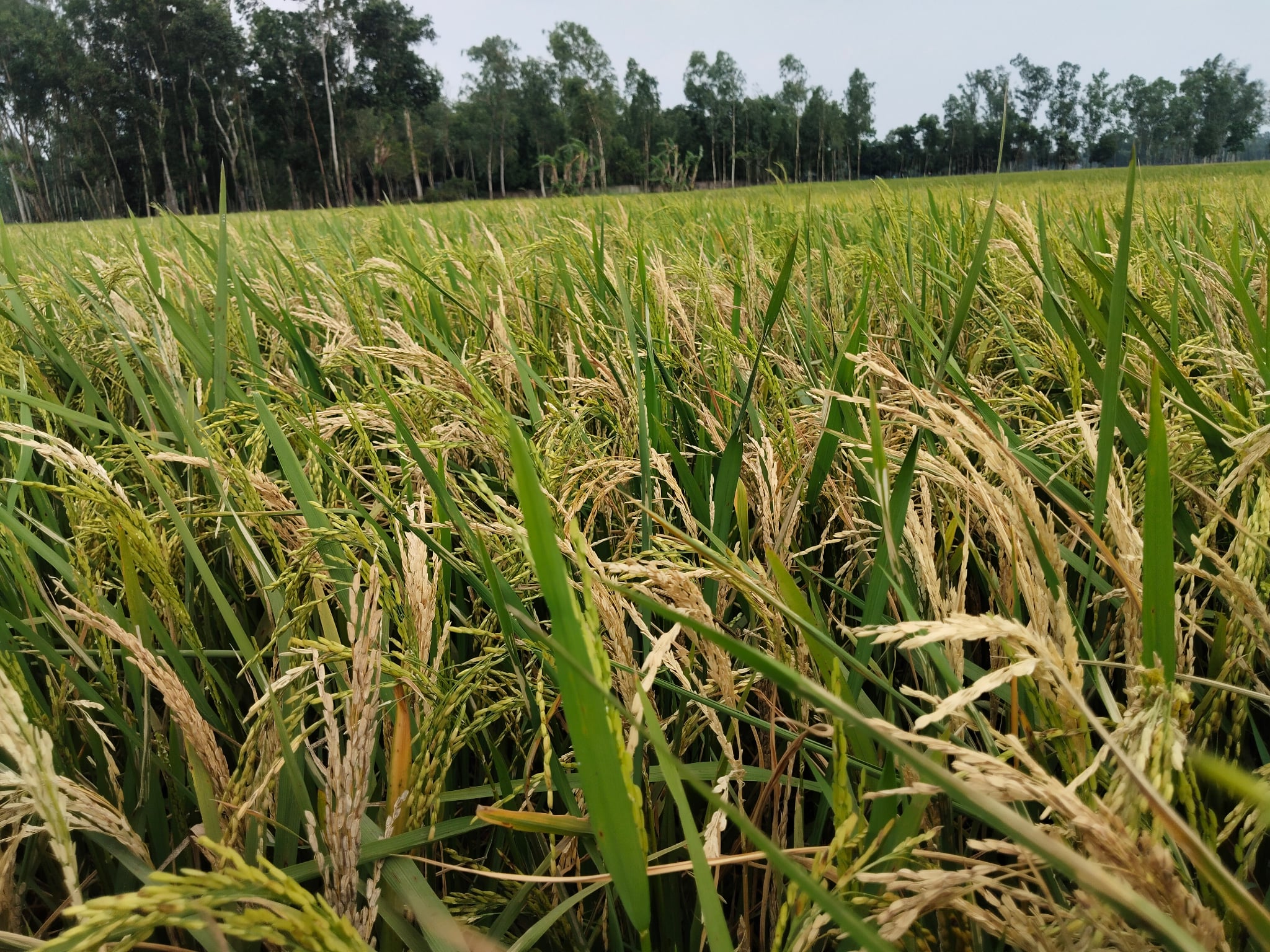 Boro rice borer attack in Srimangal, farmers are worried