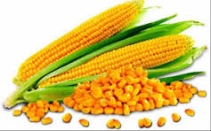 Huge potential for cultivating Sultan maize in Srimangal