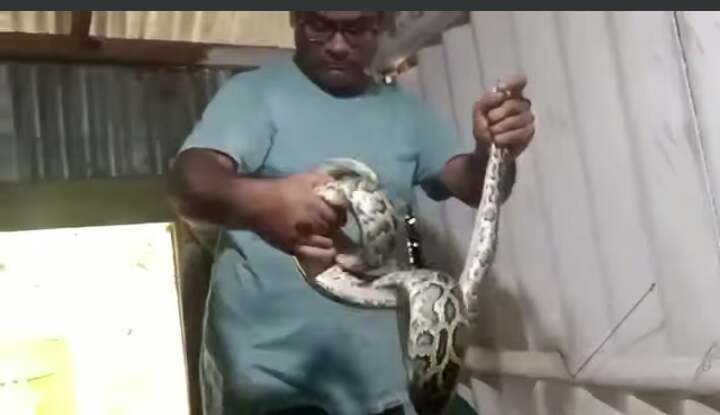 Python was hanging from the kitchen ceiling