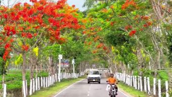 Krishnachura flowers are spreading additional beauty in Srimangal