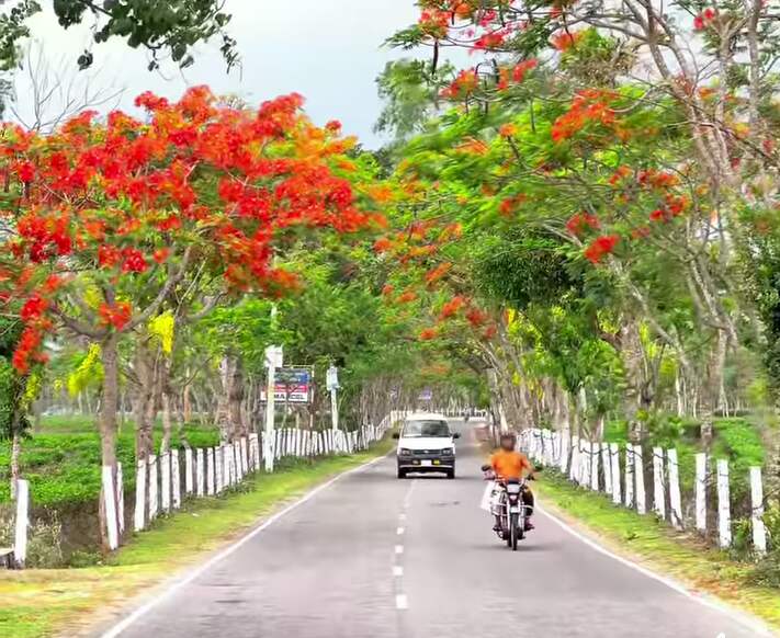 Krishnachura flowers are spreading additional beauty in Srimangal
