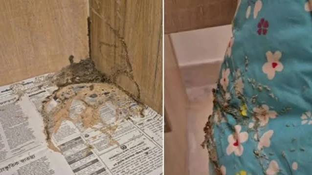 Deputy Leader of the Opposition Taher Leaves Circuit House Due to Termites