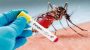 Five More Die of Dengue